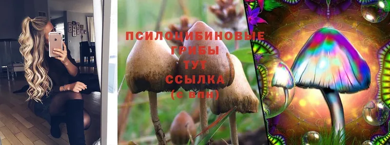 купить наркоту  mega ТОР  Псилоцибиновые грибы Psilocybine cubensis  Дмитровск 